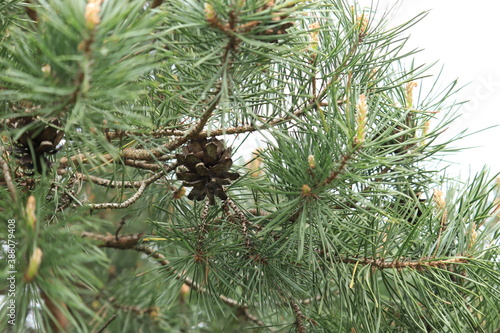 Coniferous branch with chic