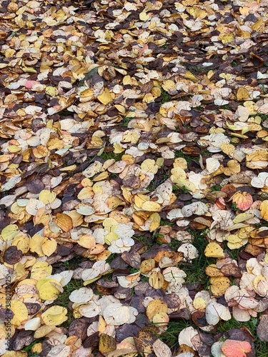 autumn leaves background