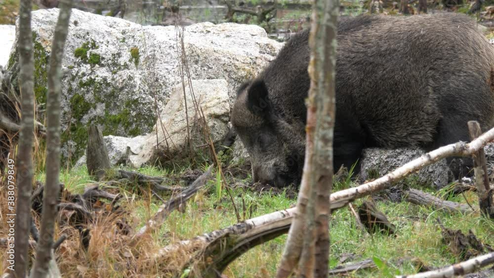 Hungry wild boar (Sus Scrofa) eating from ground in autumn forest Hungry wild boar (Sus Scrofa) eating from ground in autumn forest