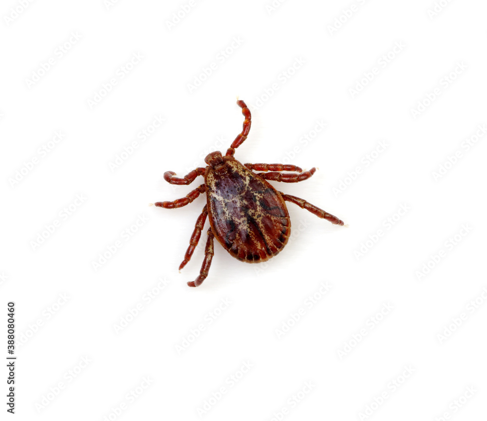 Tick insect isolated on white
