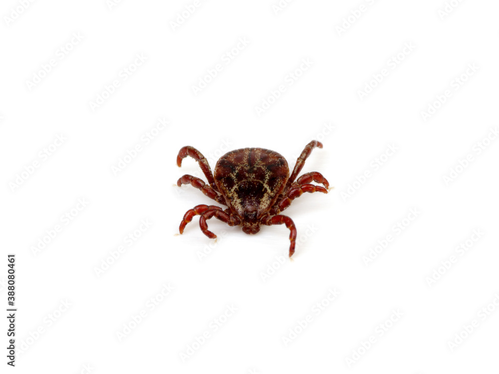 Tick isolated on white background. Mite parasitic. Tick isolated on white background. Mite parasitic.