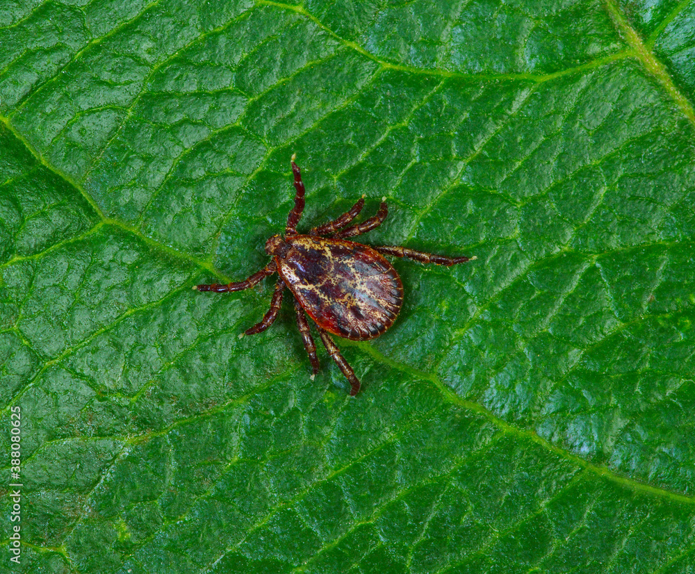 Tick insect on a green plant background. Tick insect on a green plant background.