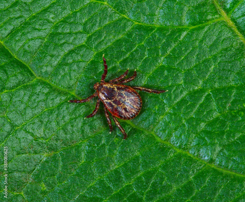 Tick insect on a green plant background.