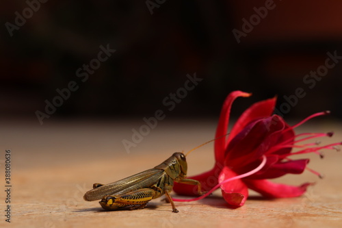 grasshopper on a red flower