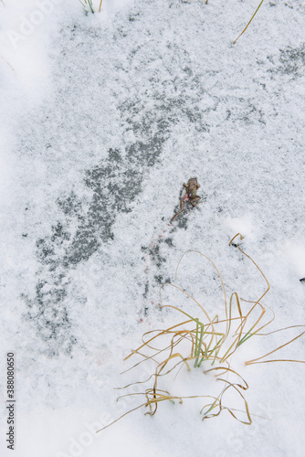 Dead frog on the frozen lake © Grigoriy