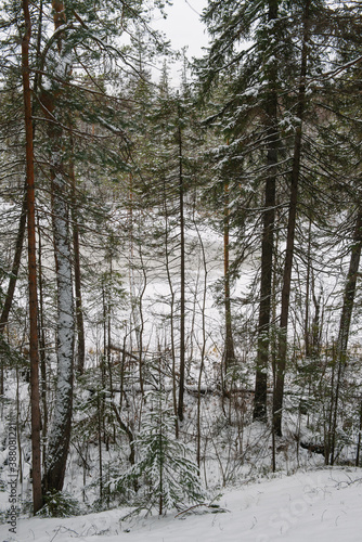 Frozen forest lake