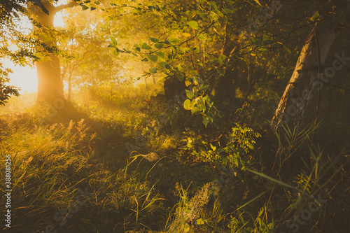 Fototapeta Naklejka Na Ścianę i Meble -  sunset in the forest