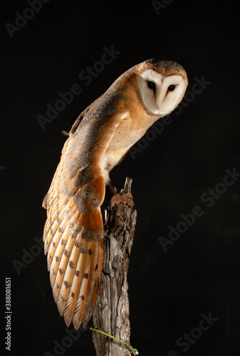 BARN OWL WITH ITS WING WIDE OPEN ON A BRANCH