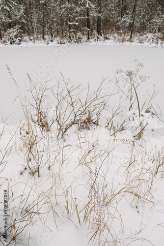 Wallpaper Mural Northern forest details. Torontodigital.ca