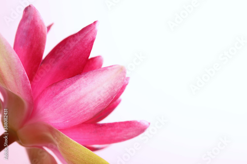 Beautiful blooming pink lotus flower on light background, closeup. Space for text