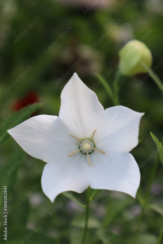 White Platycodon grandiflorus flower in the garden White Platycodon grandiflorus flower in the garden