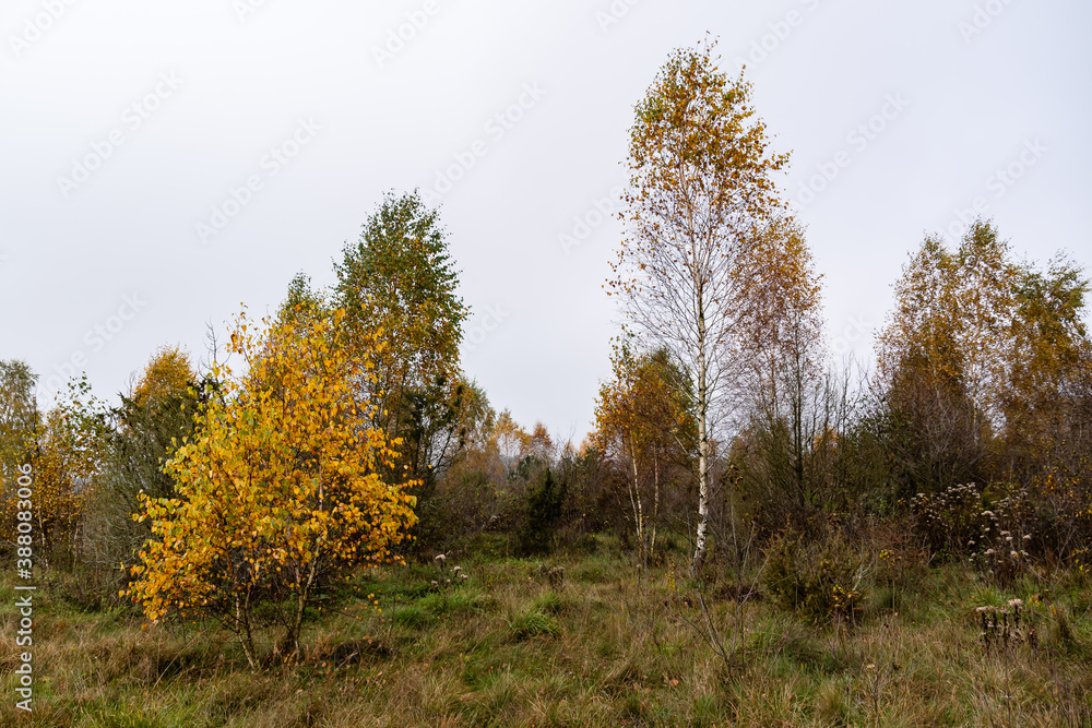 Jesienne krajobrazy Podlasia, Polska