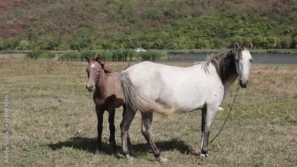 Little foal is standing next to its mother Little foal is standing next to its mother