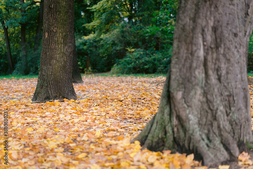 Herbstblätter am Boden im Wald