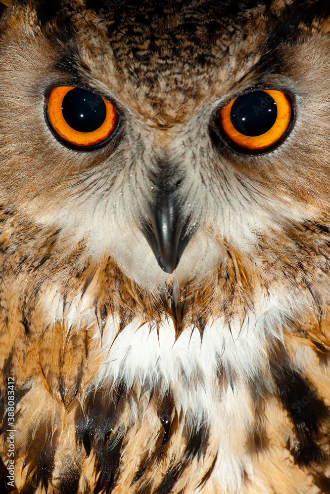 Fototapeta premium A EURASIAN EAGLE OWL IS WATCHING AT THE CAMERA IN FRONT WITH ITS ORANGE EYES