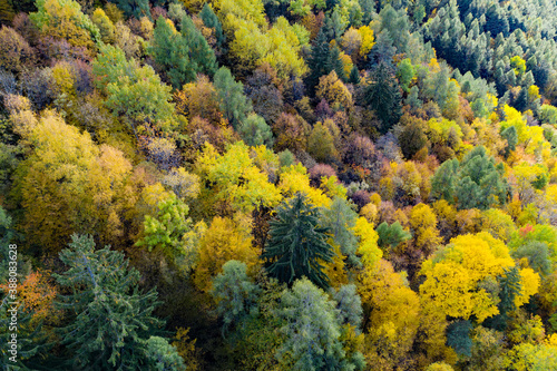 aerial view of forest in autumnal dress
