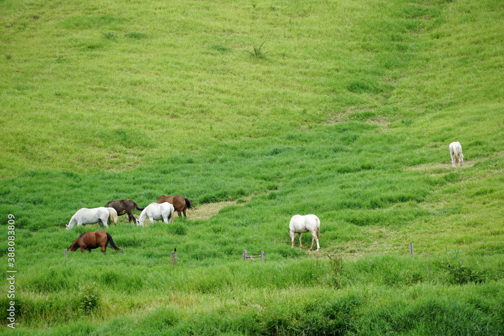 Horses grazing on green pastures farms. Green landscape 