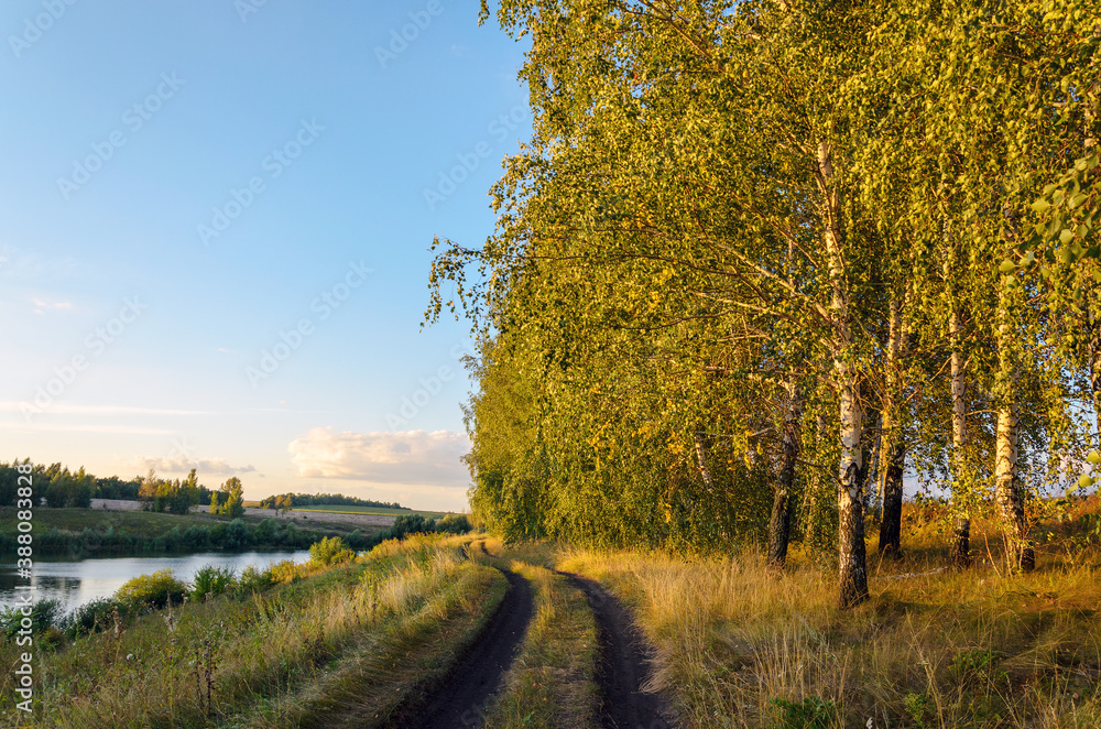 Summer rural landscape with ground road and birch trees growing in row during sunset.