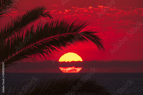 Vacation caribbean background of summer beach with palm trees and red sunset