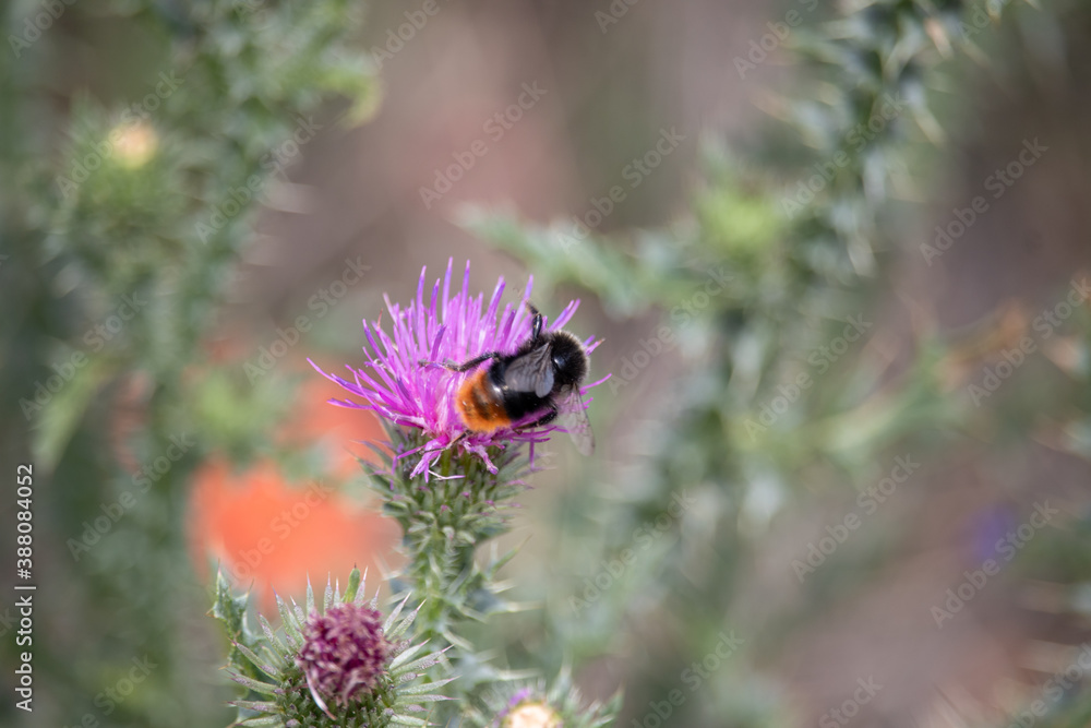 View of a bumblebee on a purple thistle in the saaletal nature region, saxony Anhalt, Germany,europe View of a bumblebee on a purple thistle in the saaletal nature region, saxony Anhalt, Germany,europe