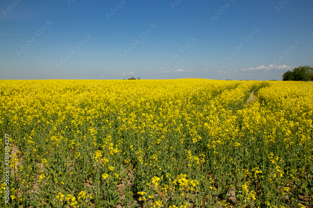 View of a blooming rapeseed field in spring in Wurzen in the Muldental near Leipzig, Germany
