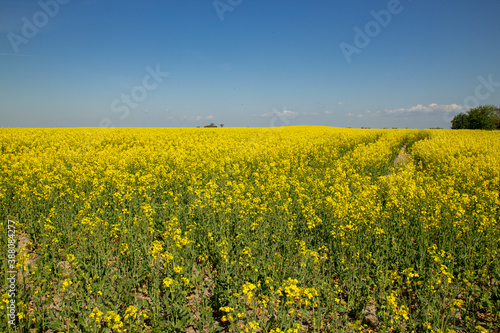 View of a blooming rapeseed field in spring in Wurzen in the Muldental near Leipzig  Germany