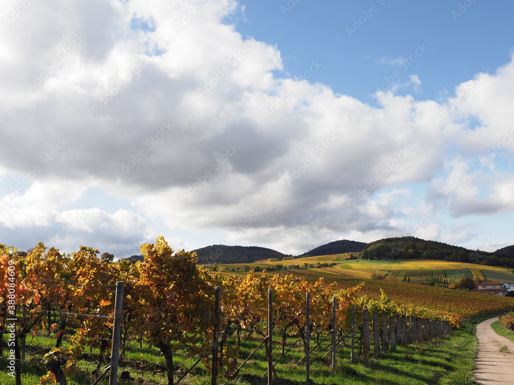 Naklejka premium vineyard in region country