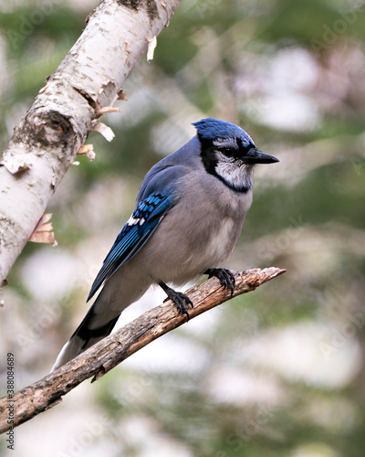 Blue Jay Photo Stock. Blue Jay perched on a branch with a blur background in the forest environment and habitat. Image. Picture. Portrait. Looking at the right side.