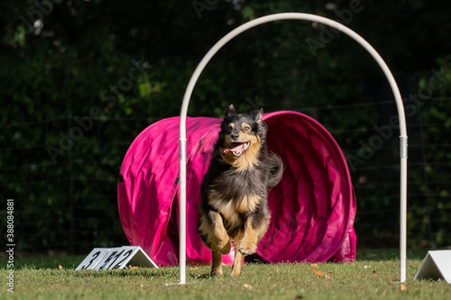 Hund im Hoopers Parcour