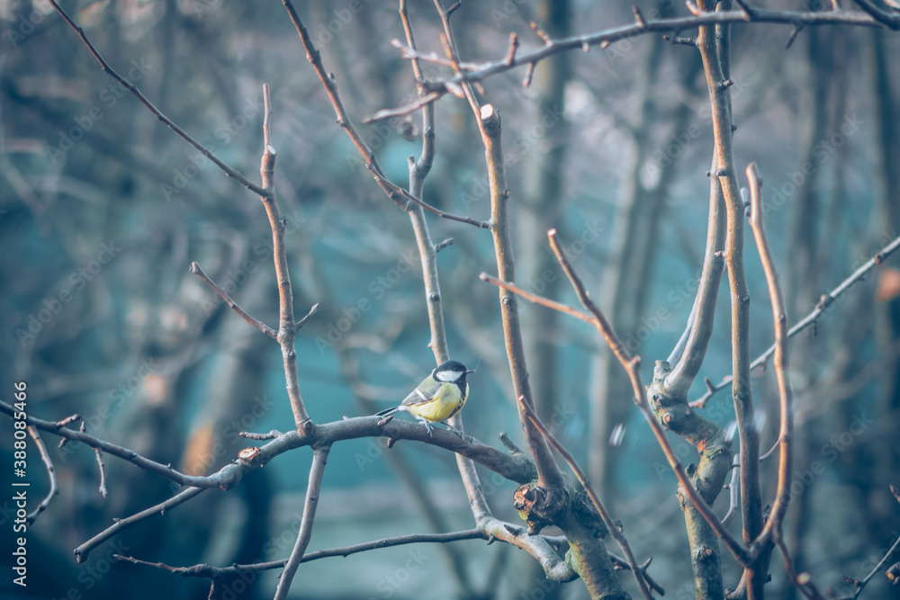 bird eating bird food hand on the tree bird eating bird food hand on the tree