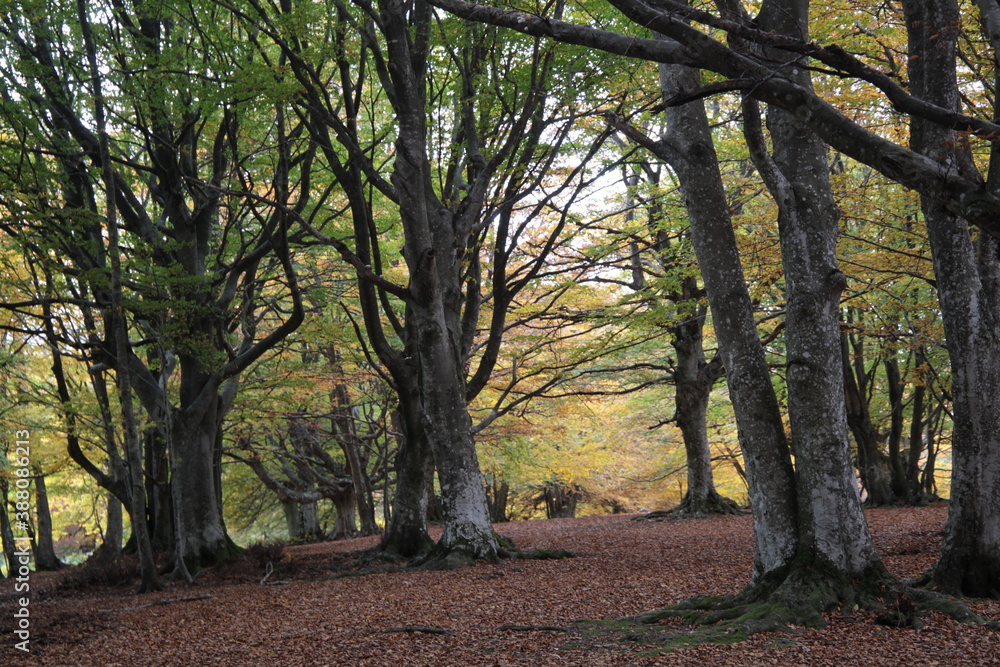 bosco in autunno con persone a passeggio
