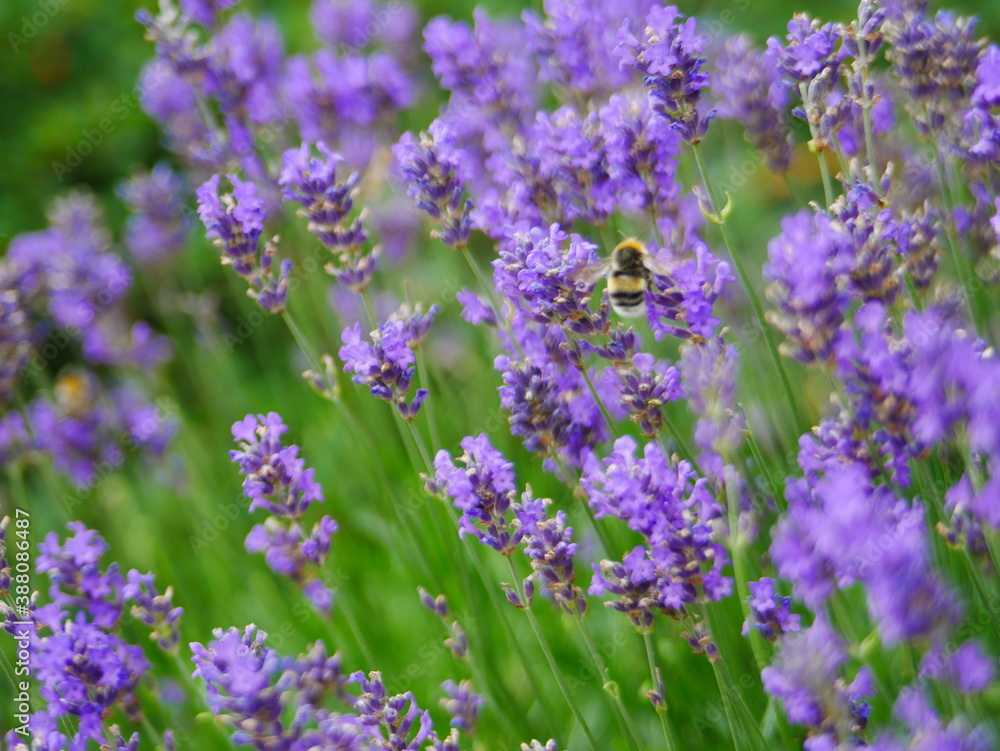 lavender bumblebee lavender bumblebee