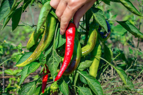 Young woman's hand holds ripe chilli and pick it off the bush. Red Cayenne Chilli Pods
