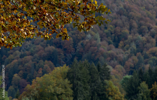 Autumn shot, coloured tree