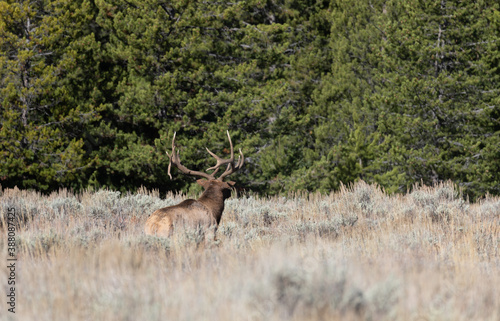 Fototapeta Naklejka Na Ścianę i Meble -  Bull Elk in the Rut in Autumn in Wyoming
