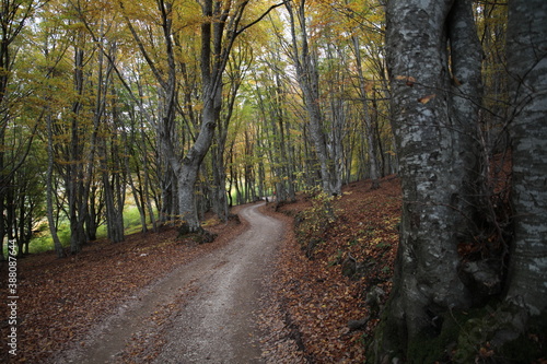 Strada in mezzo al bosco