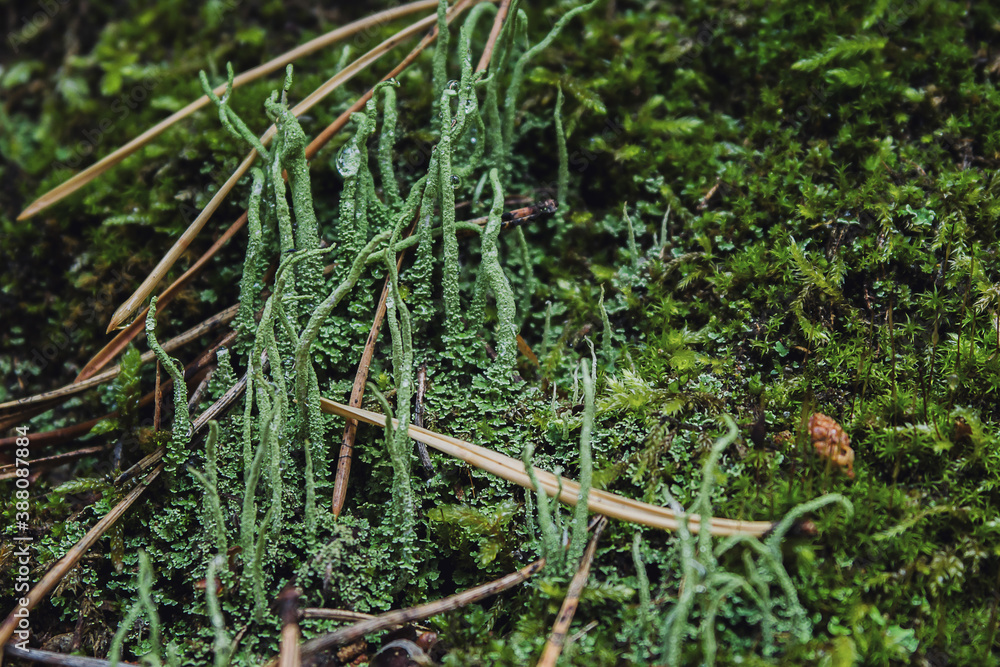 green moss on the ground after rain green moss on the ground after rain