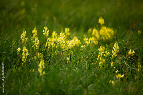 Flowers on the grassland