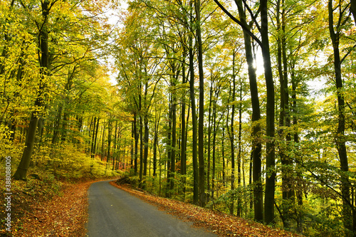 kleiner Weg im bunten Herbstwald © Rhönbergfoto