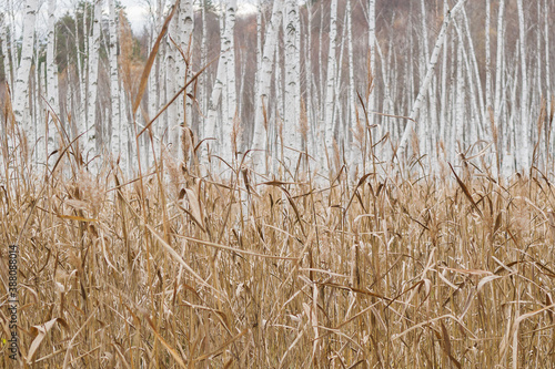 autumn reeds in the birch forest