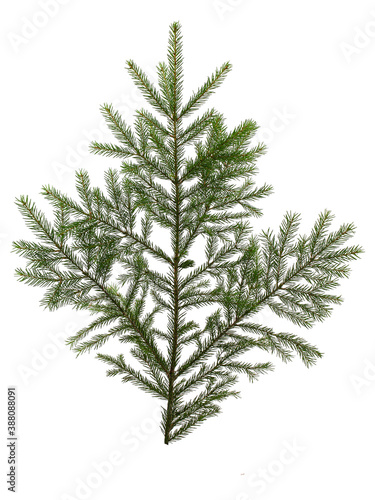 spruce branch with green needles  isolate on a white background