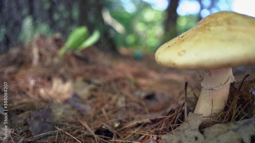 Mushroom in Wooded Forest Floor (pan Left to Right) Mushroom in Wooded Forest Floor (pan Left to Right)