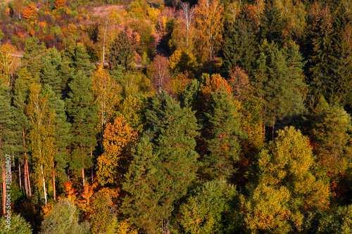 Top view of the autumn multicolored forest