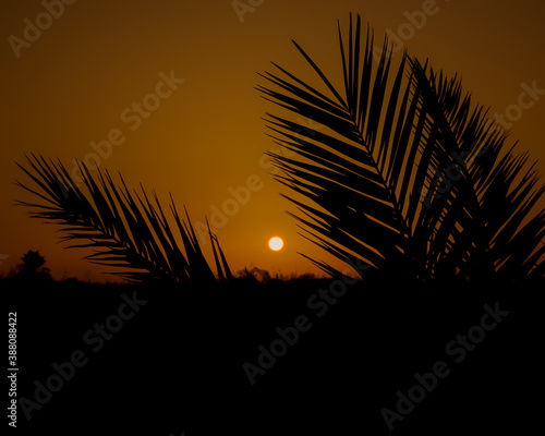 Paisaje de siluetas de palmeras en un atardecer de verano con el sol de fondo