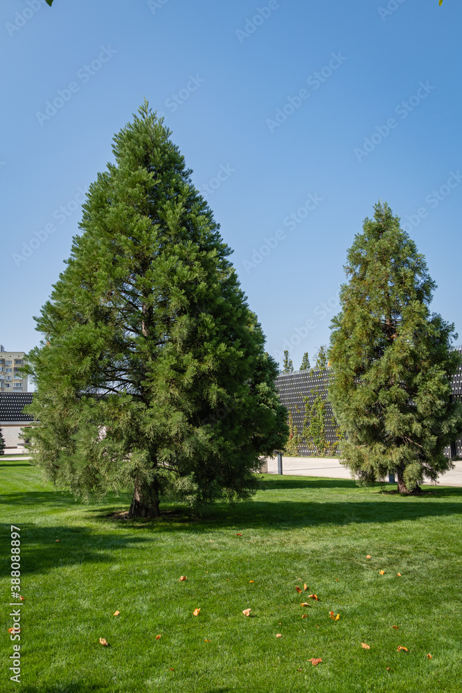 City Park Krasnodar or Galitsky Park. Two young Sequoiadendron giganteum (Giant sequoia or giant redwood) against blue sky. Giant sequoiadendron, Sierra redwood, Sierran redwood, Wellingtonia.