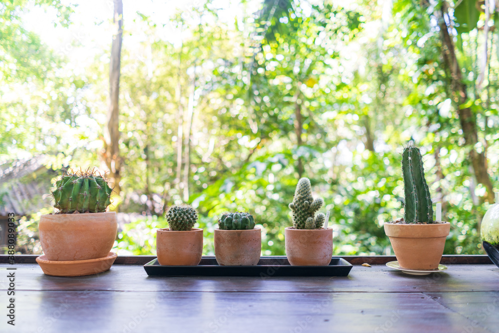 A miniature cactus close-up in pots and a soft background accents the green forest.