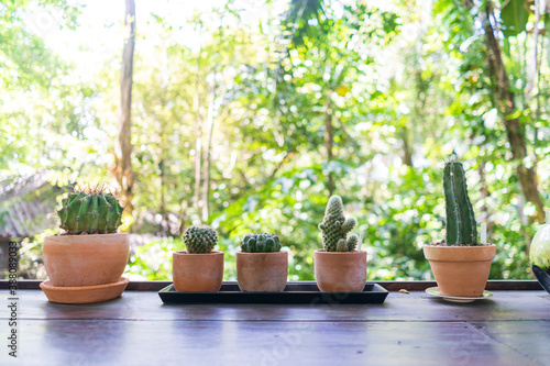 A miniature cactus close-up in pots and a soft background accents the green forest.