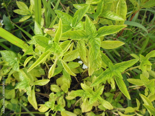 Patch of Genovese Basil Growing in Garden Lawn