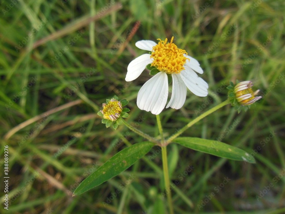 Obraz premium Daisy-like Chamomile Flower with buds on stem Macro-shot