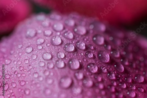 Rose petal covered with water droplets photographed with a macro lens.